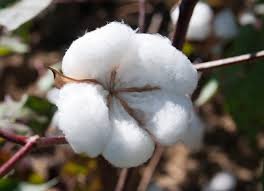 Cotton
